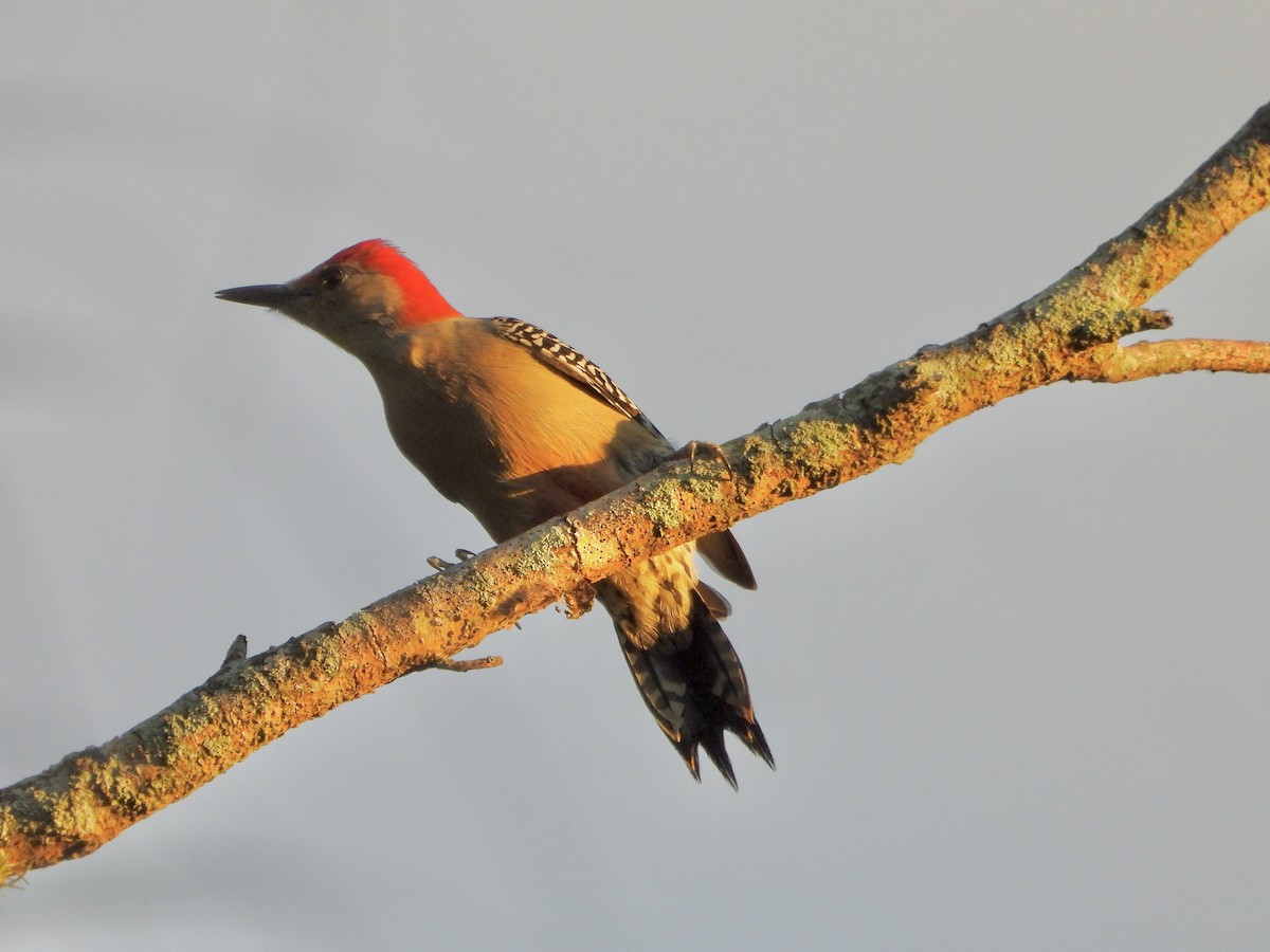 Red-bellied Woodpecker - ML644968327