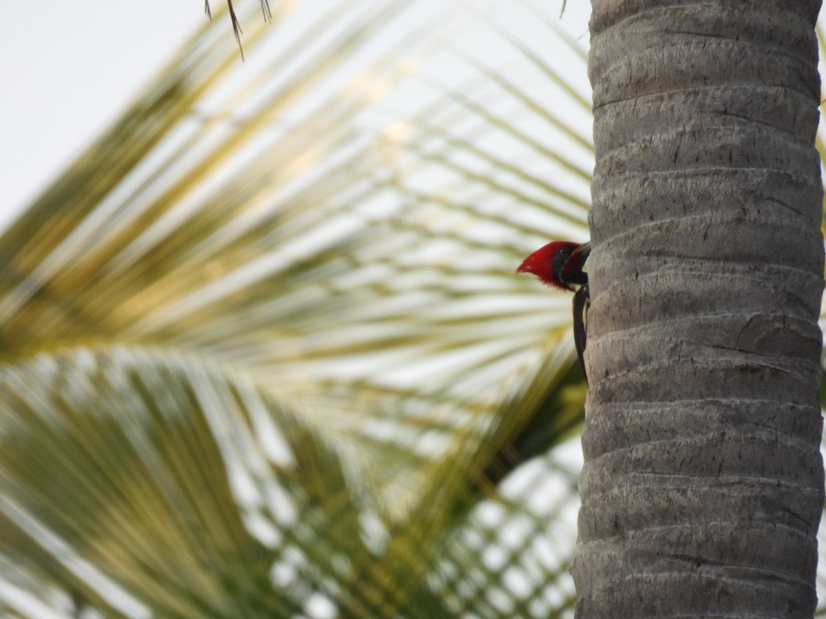 Lineated Woodpecker - ML644968330