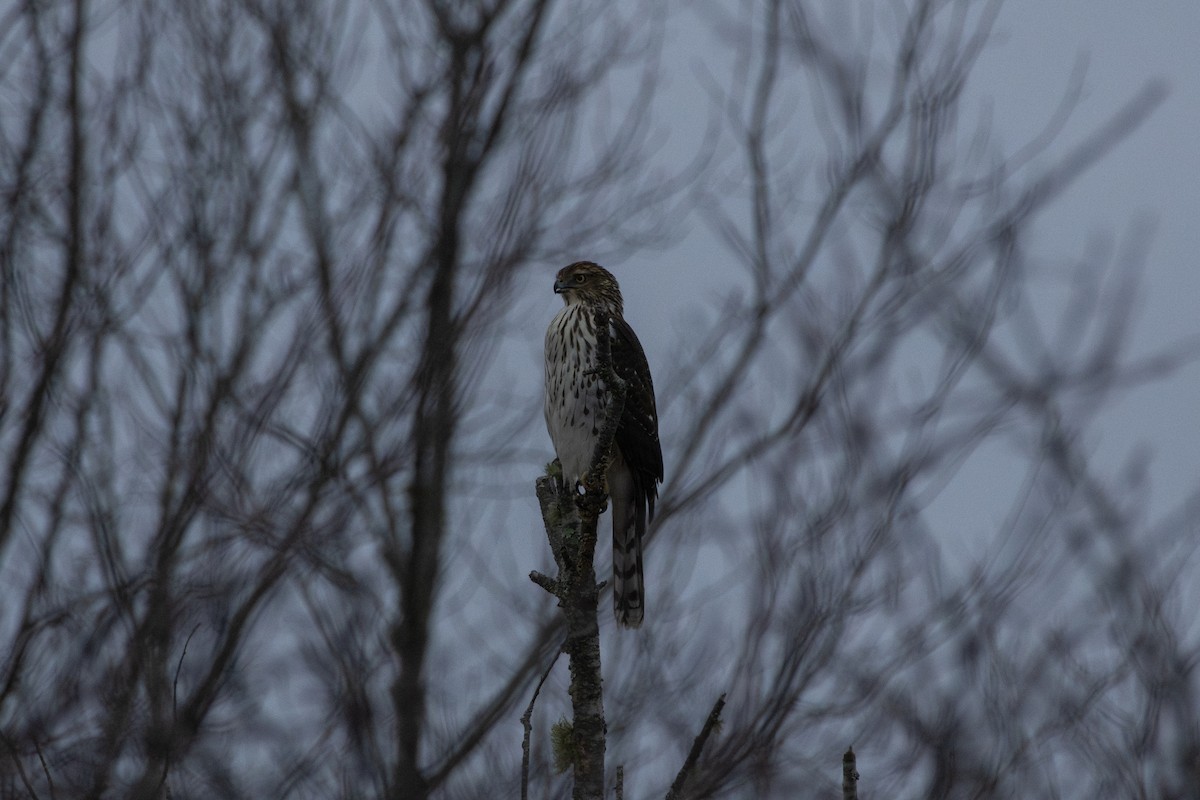 Cooper's Hawk - ML644968370