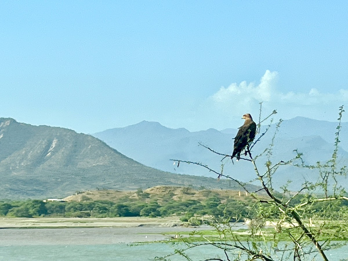 Busardo Sabanero - ML644968373