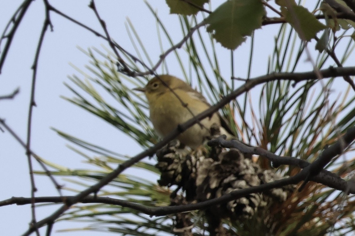 Pine Warbler - ML644968376
