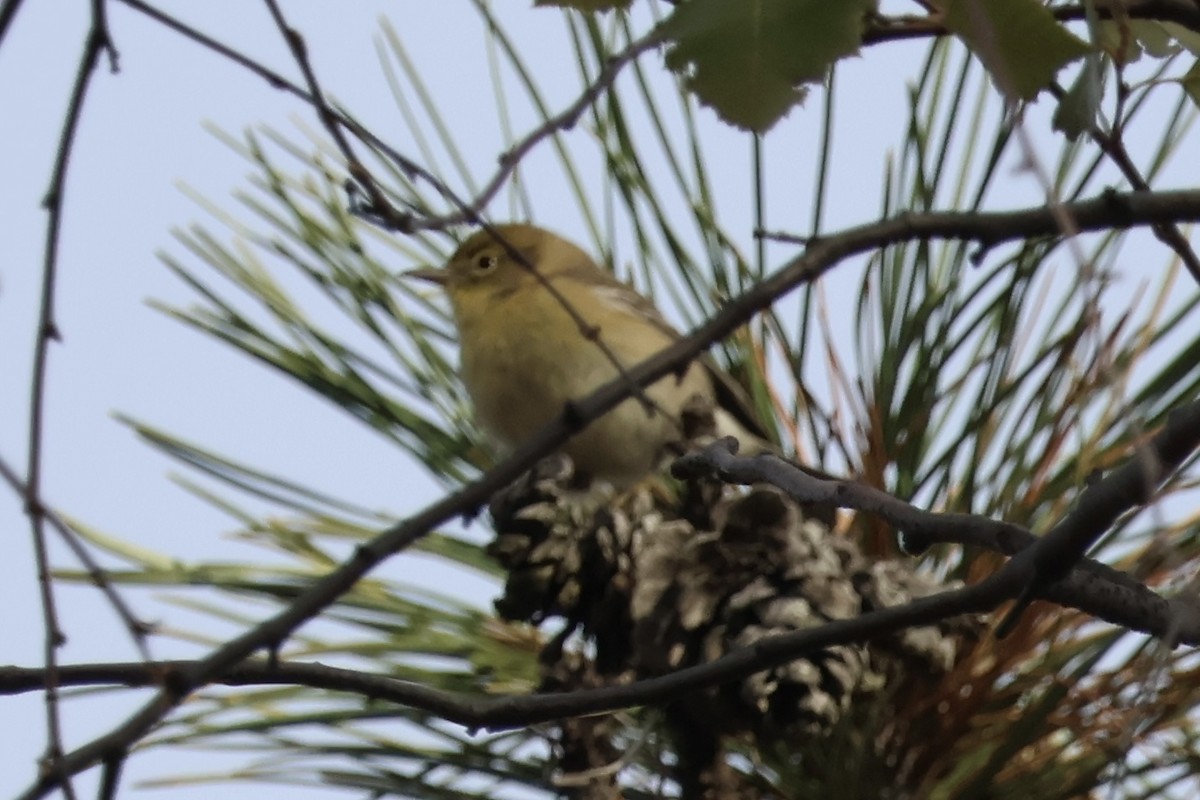 Pine Warbler - ML644968377