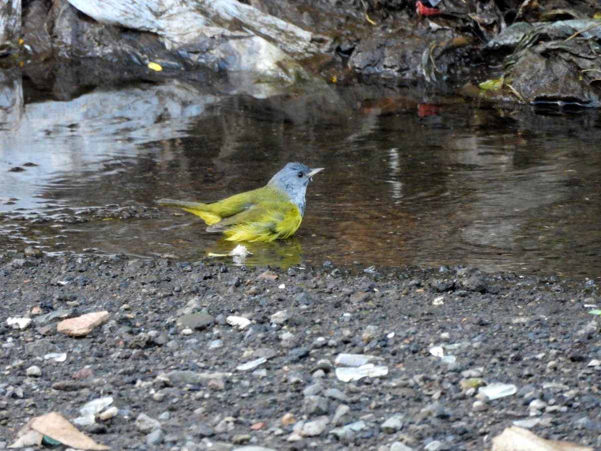 Mourning Warbler - ML644968379