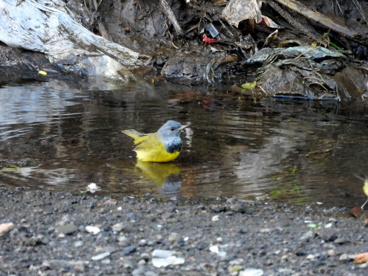 Mourning Warbler - ML644968380