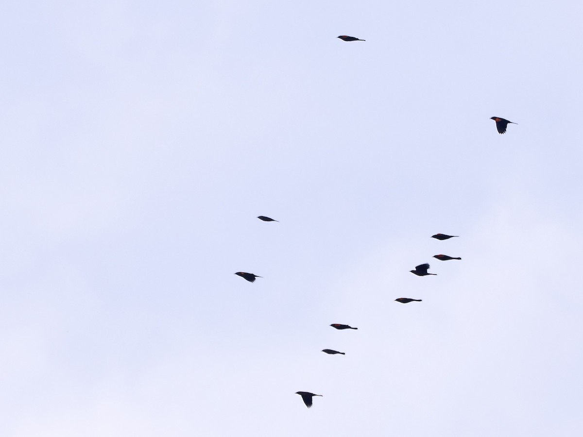 Red-winged Blackbird - ML644968389