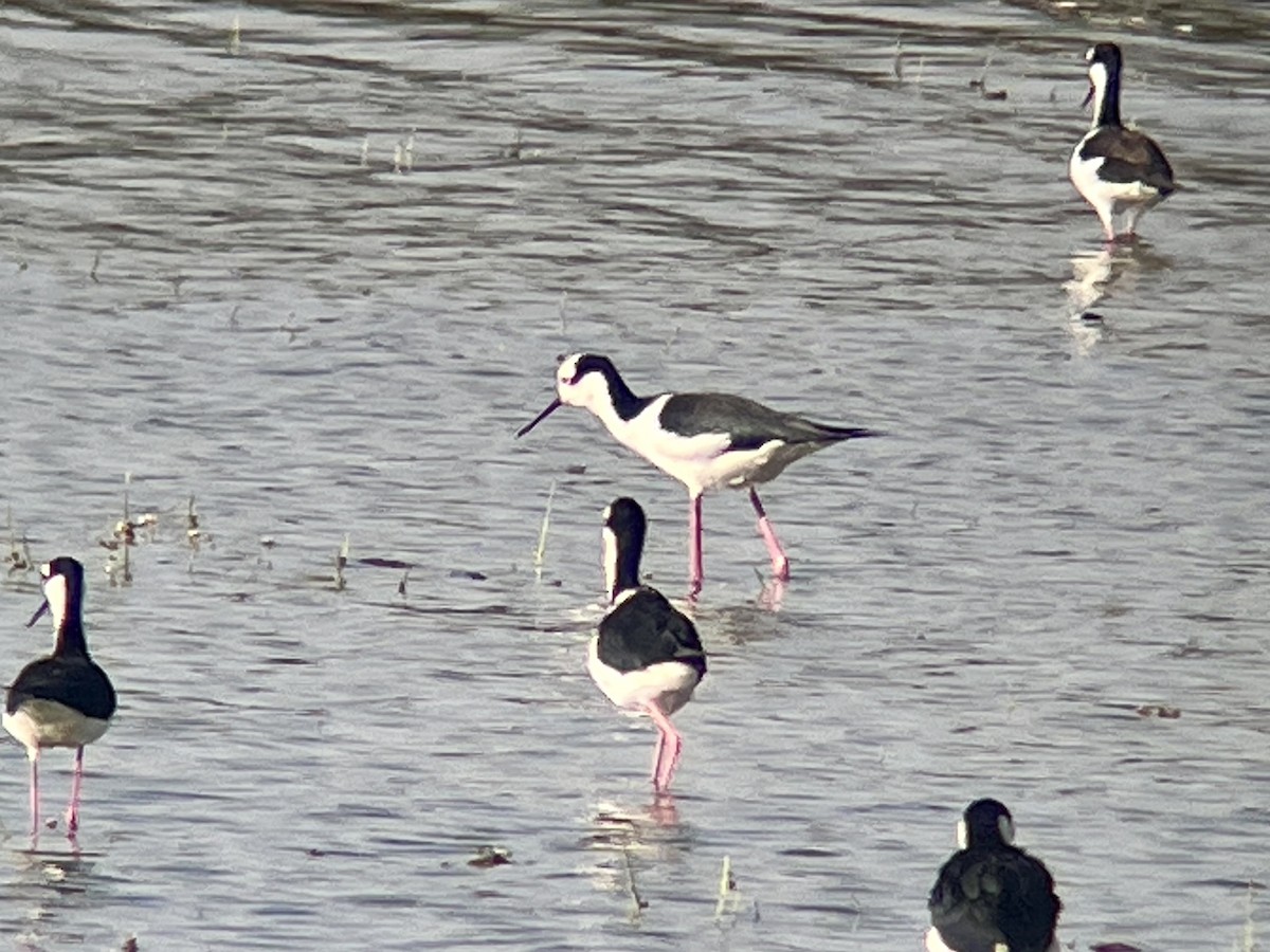 pisila černokrká (ssp. melanurus) - ML644968390
