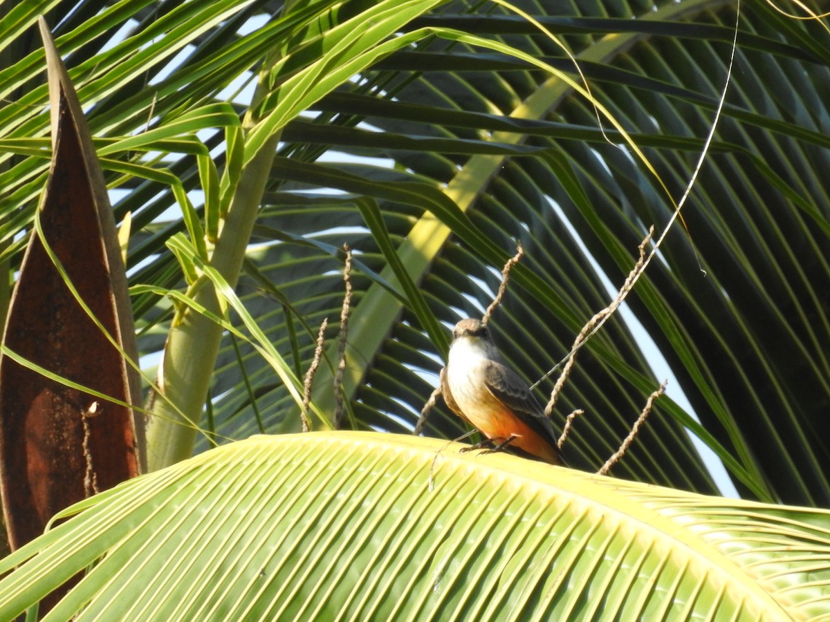 Vermilion Flycatcher - ML644968403