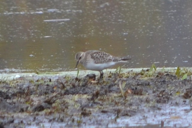 Baird's Sandpiper - ML644968404