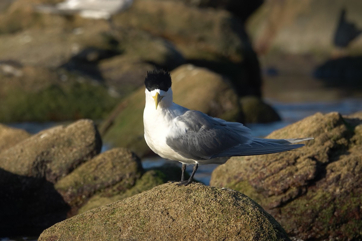 Great Crested Tern - ML644968411