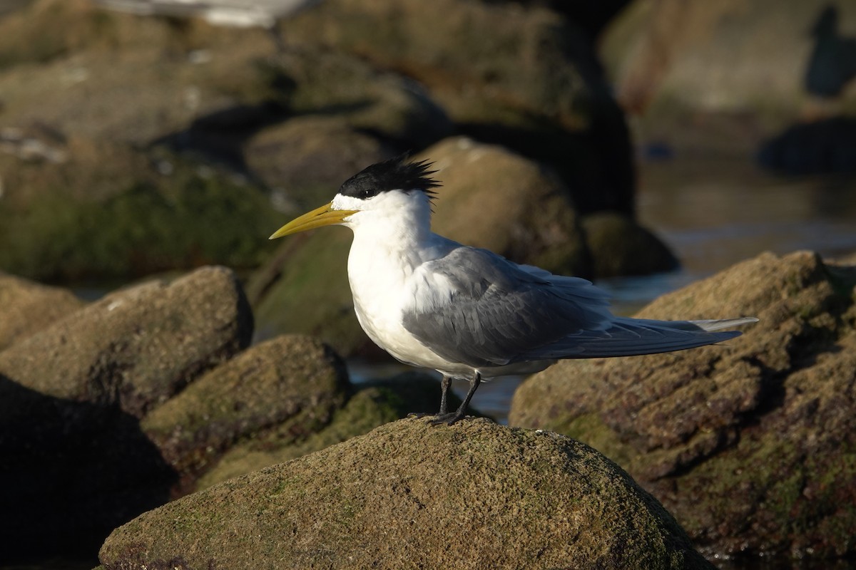 Great Crested Tern - ML644968412
