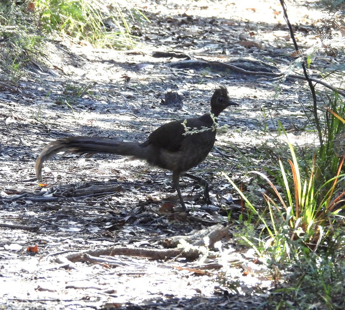 Superb Lyrebird - ML644968431