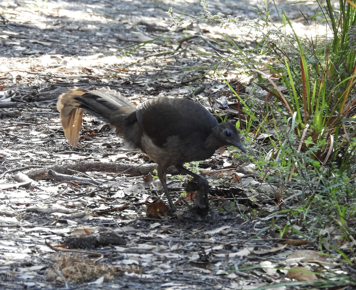 Superb Lyrebird - ML644968432