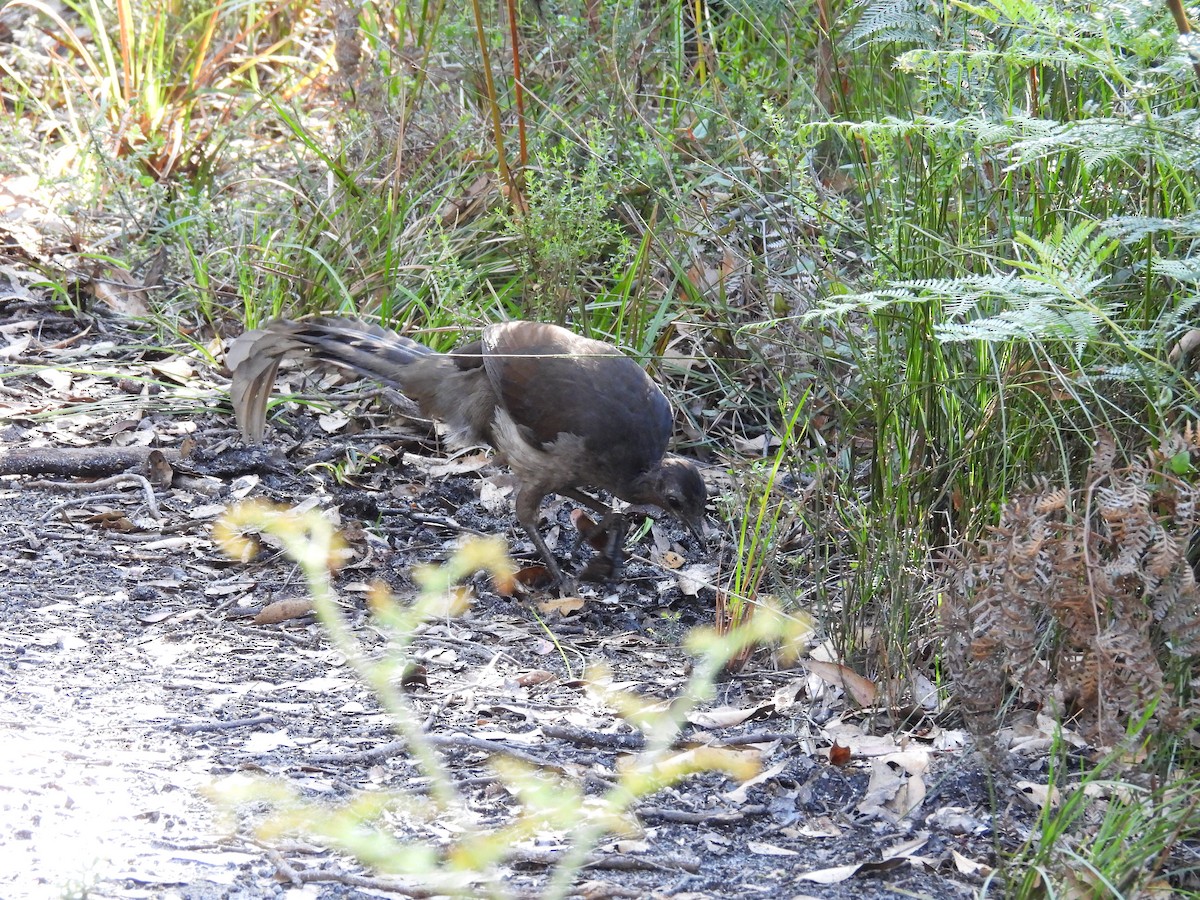 Superb Lyrebird - ML644968433