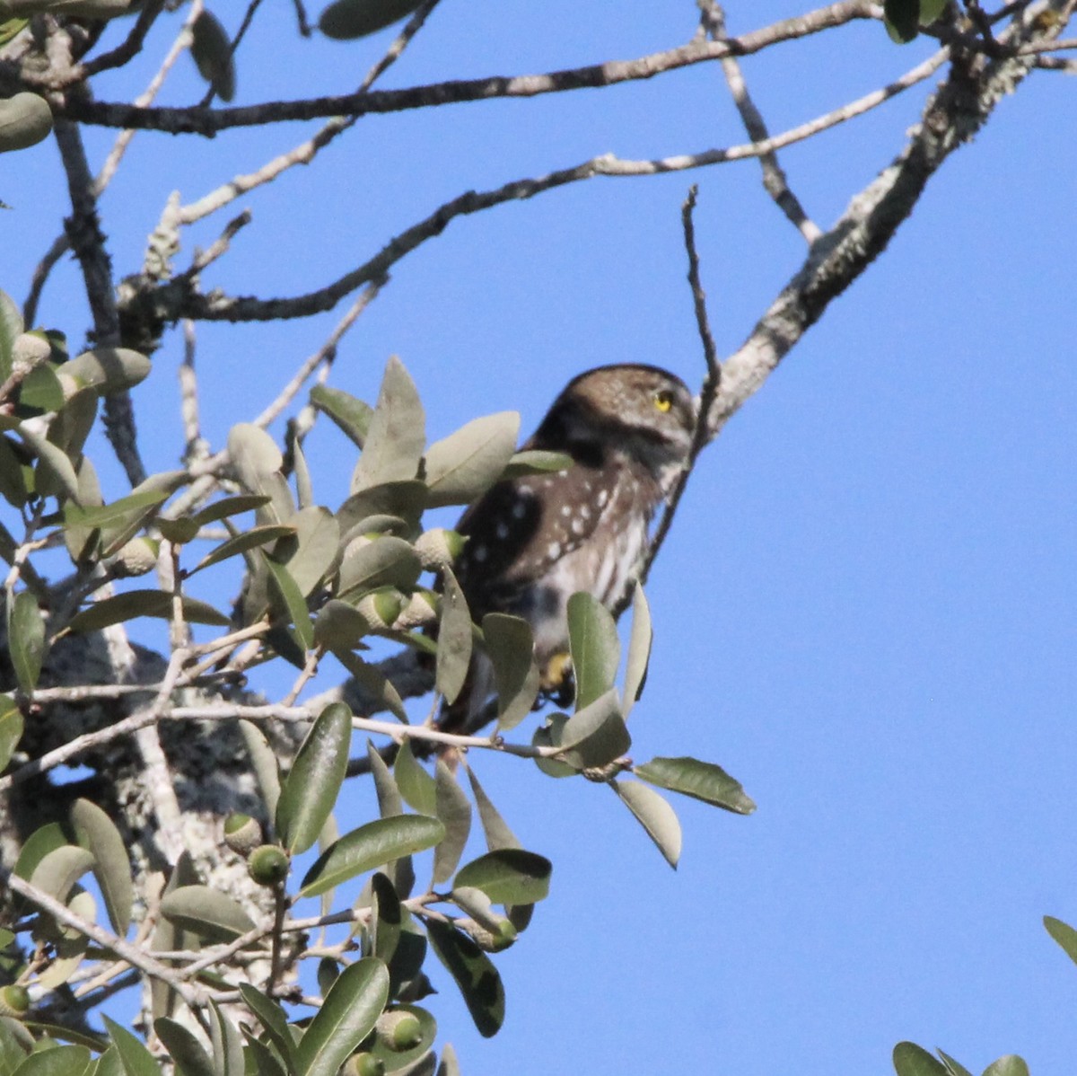 Ferruginous Pygmy-Owl - ML644968442
