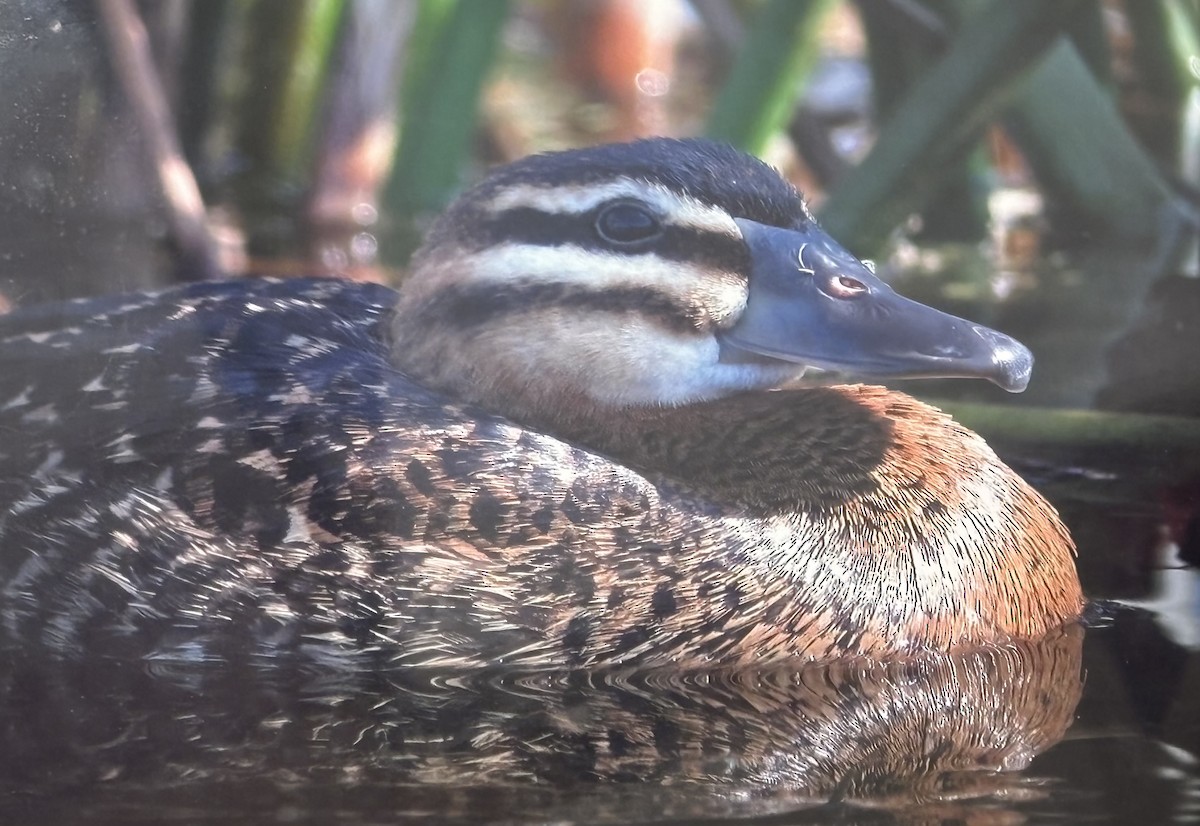 maskeand - ML644968445