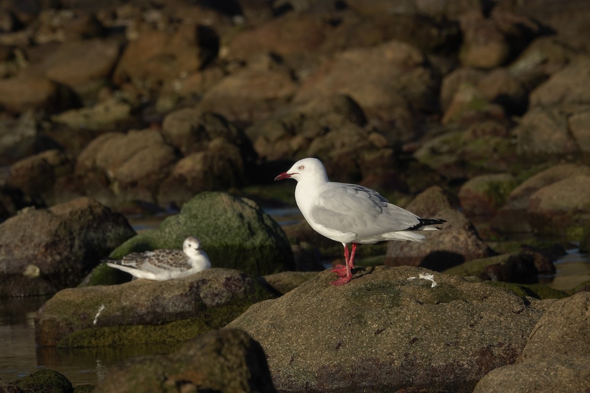 Silver Gull - ML644968448