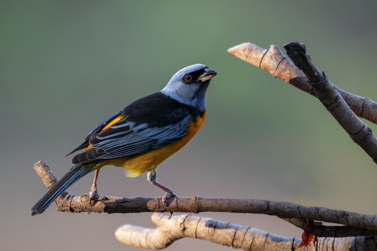 Blue-and-yellow Tanager - ML644968450