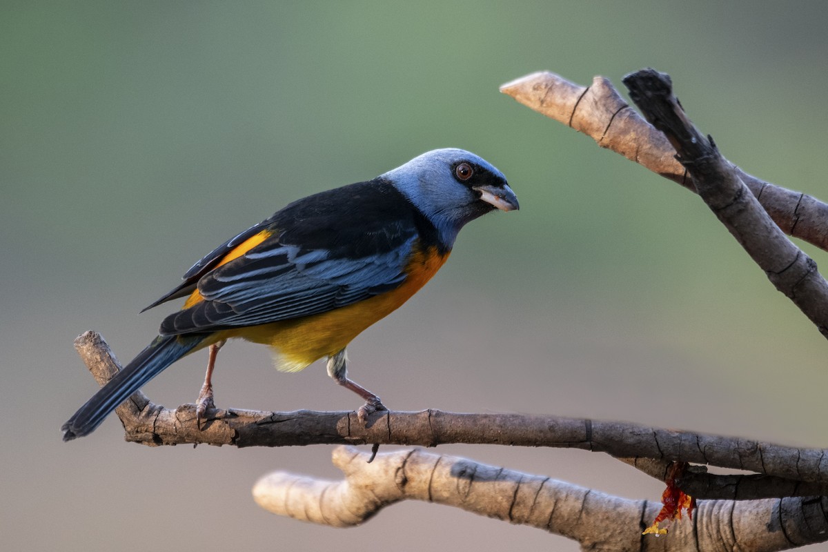Blue-and-yellow Tanager - ML644968451