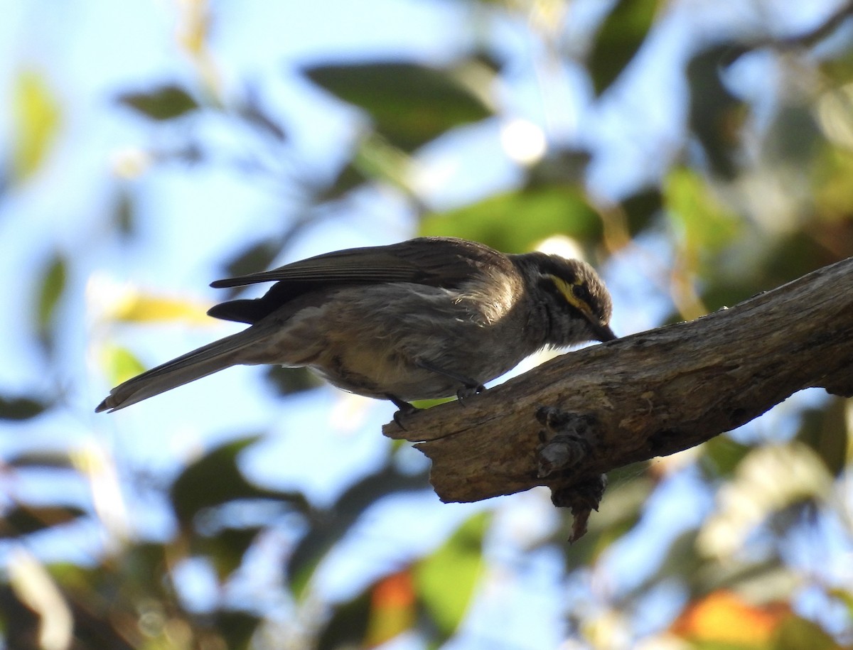 Yellow-faced Honeyeater - ML644968461