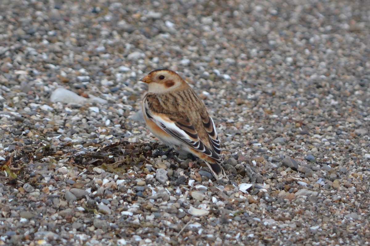 Snow Bunting - ML644968469