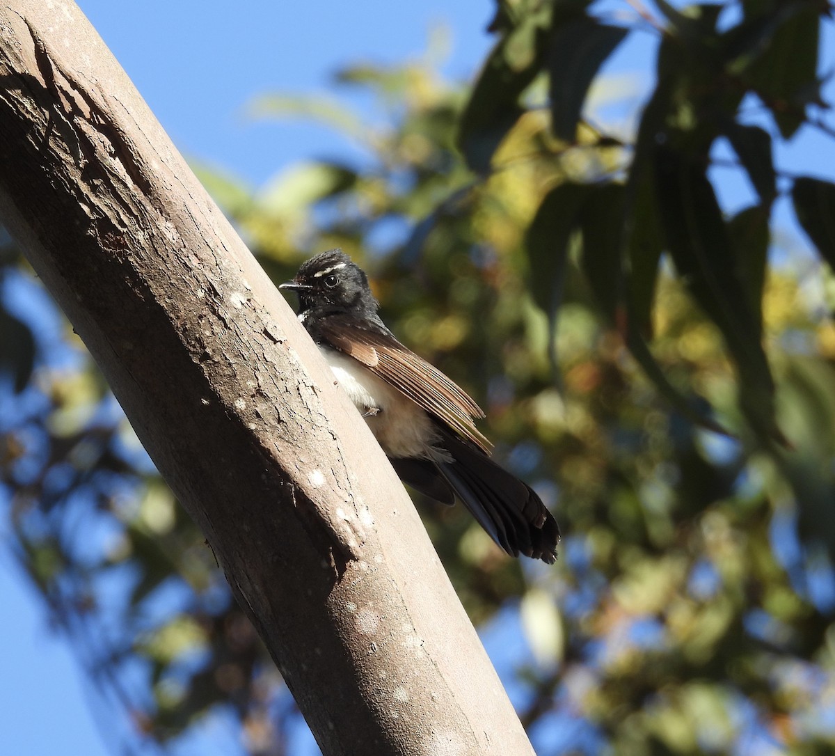 Willie-wagtail - ML644968498