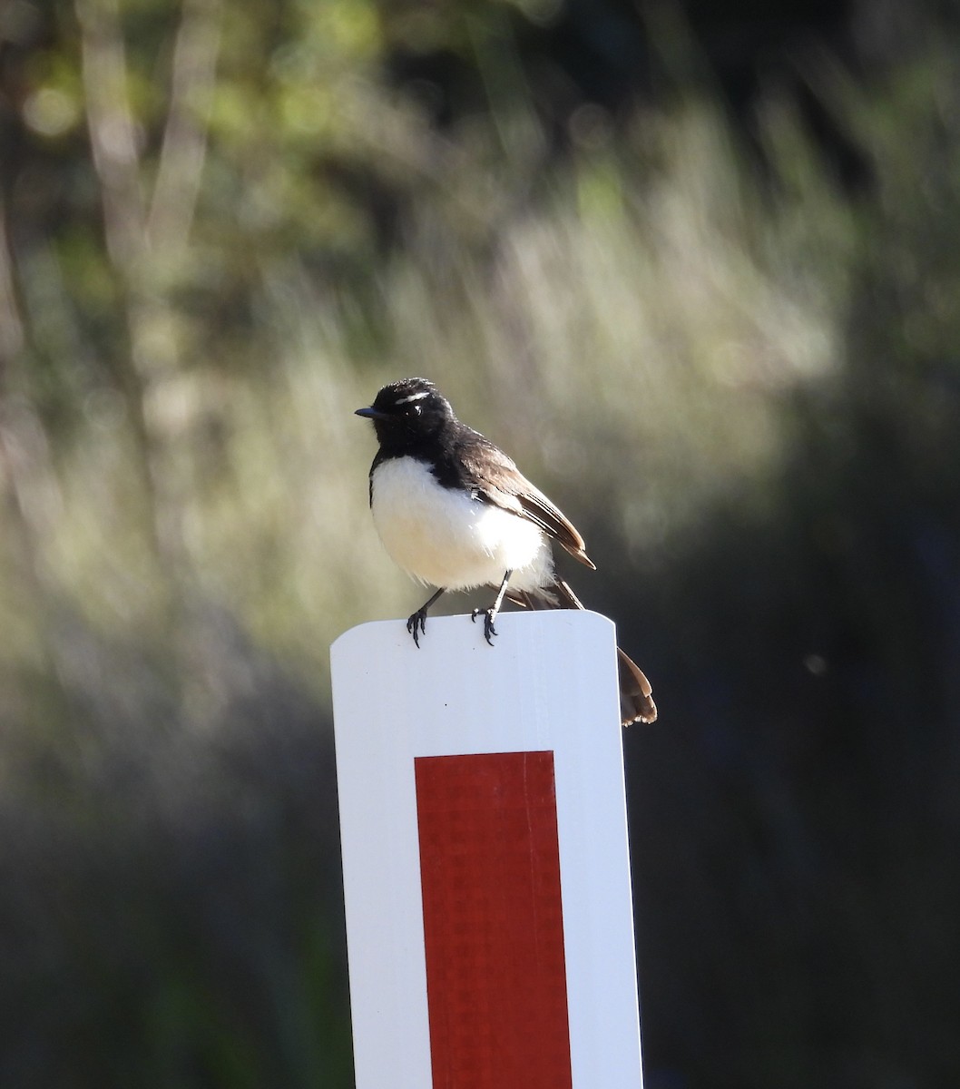 Willie-wagtail - ML644968499