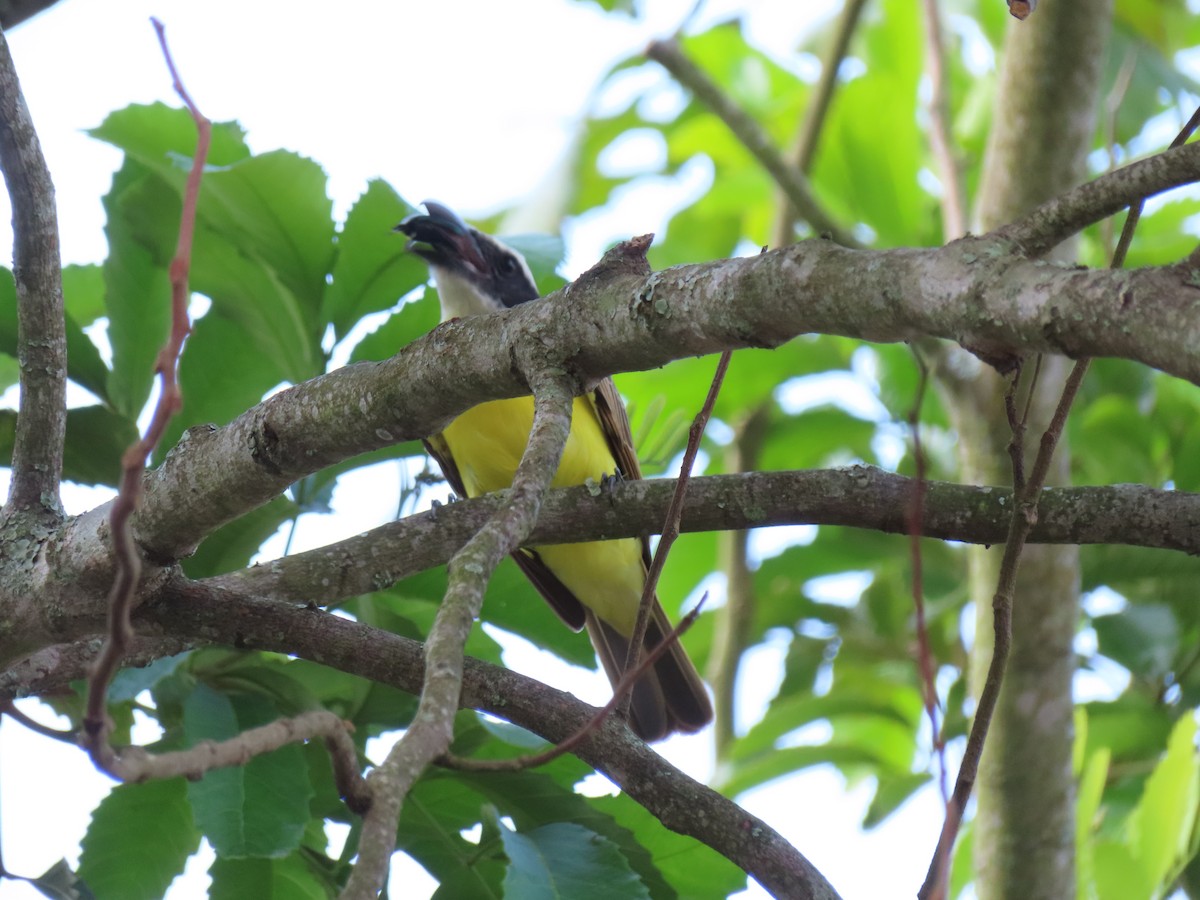 Boat-billed Flycatcher - ML644968500