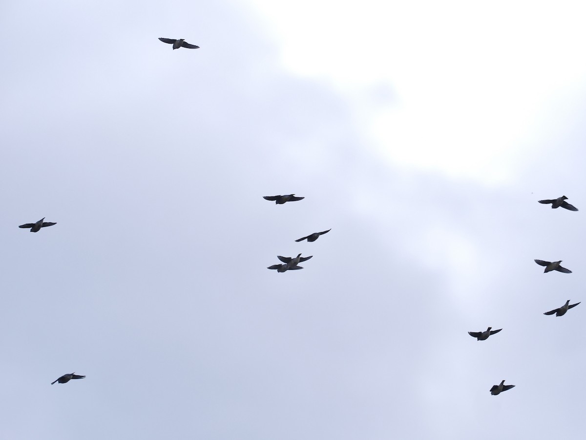 Cedar Waxwing - ML644968509