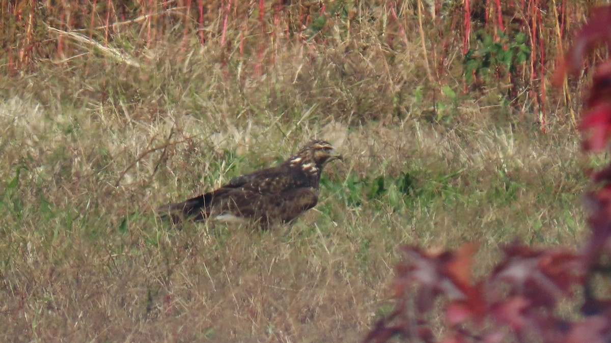 Свенсонов канюк - ML644968523