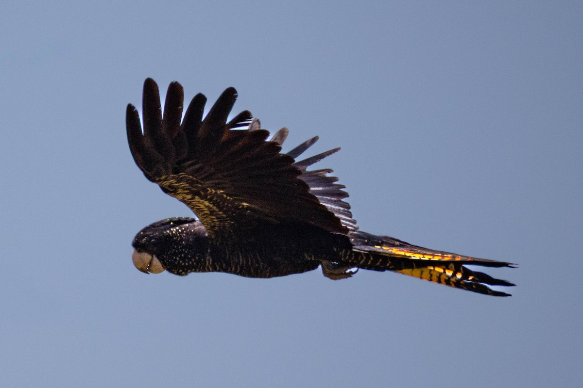 Red-tailed Black-Cockatoo - ML644968532