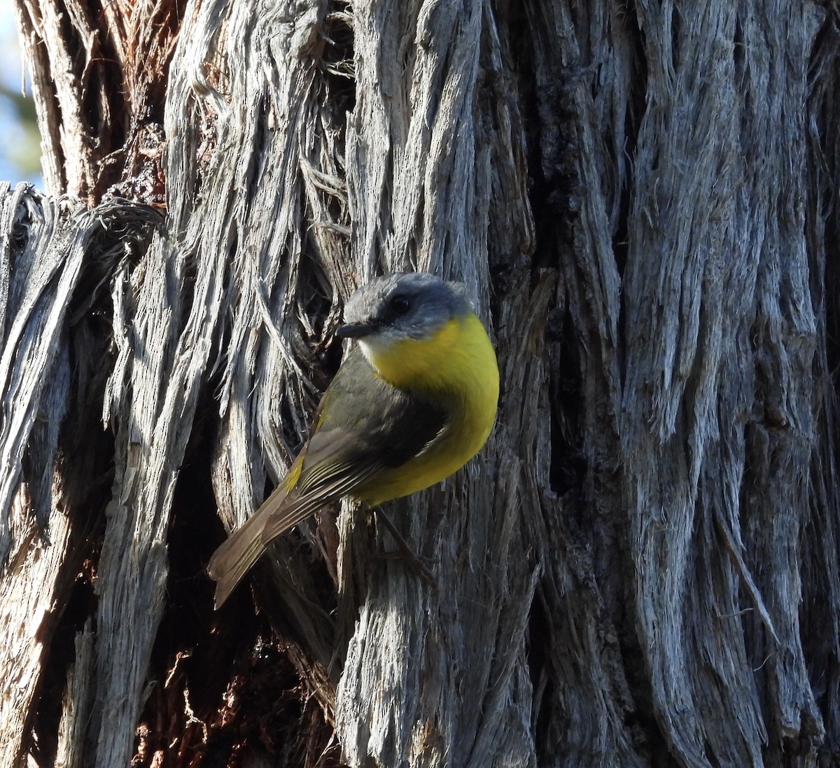 Eastern Yellow Robin - ML644968533