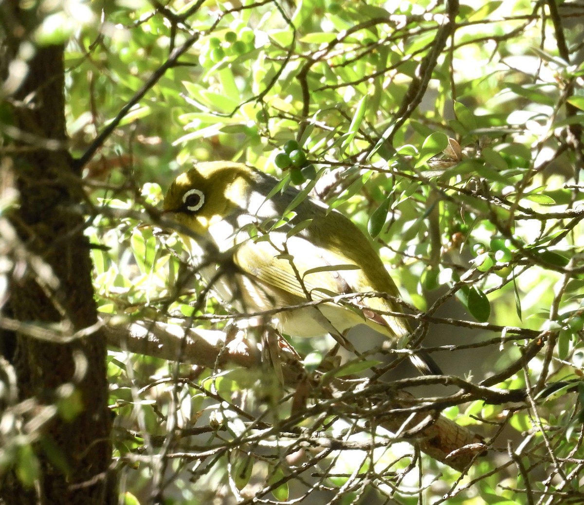 Silvereye - ML644968551