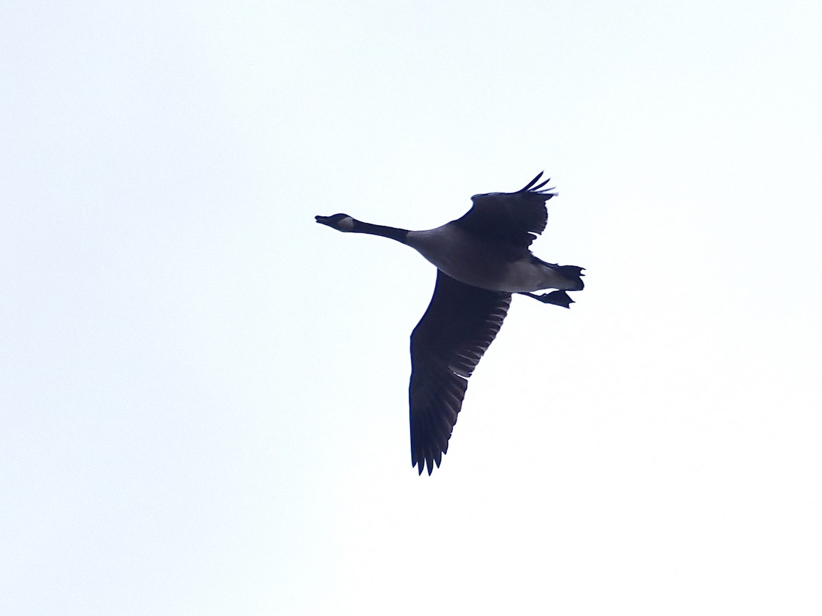 Canada Goose - ML644968577