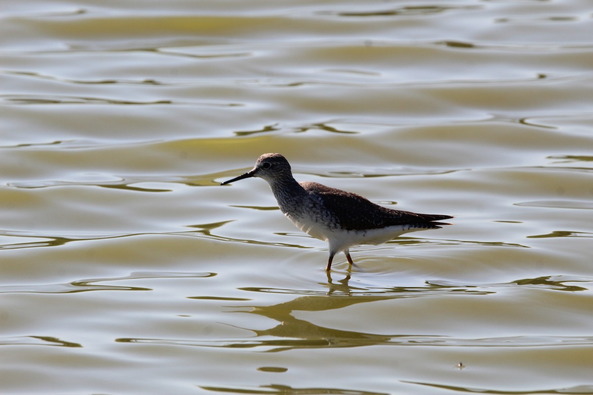 Lesser Yellowlegs - ML644968595