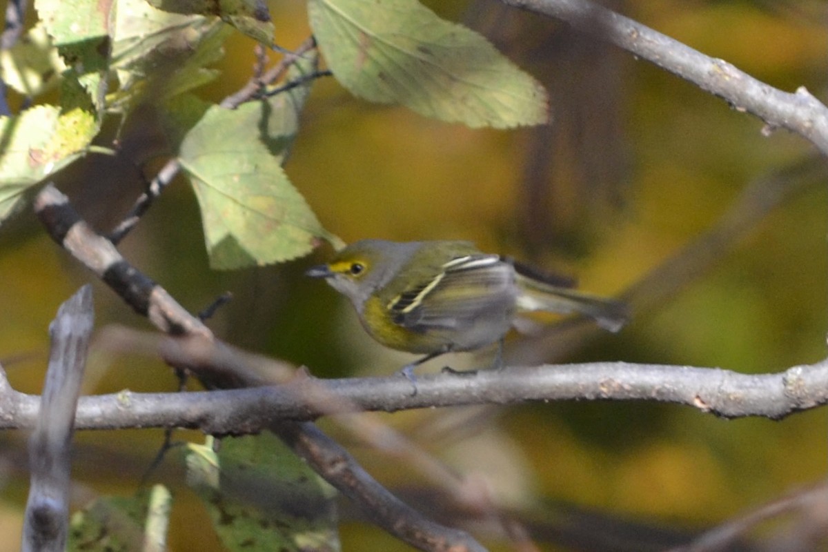 White-eyed Vireo - ML644968599