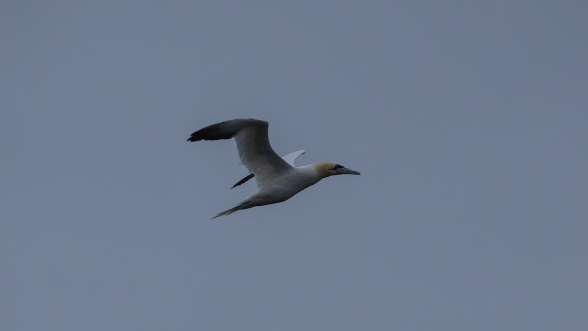 Northern Gannet - ML644968626
