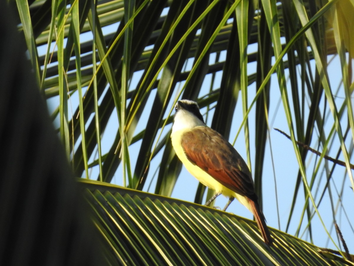 Great Kiskadee - ML644968628