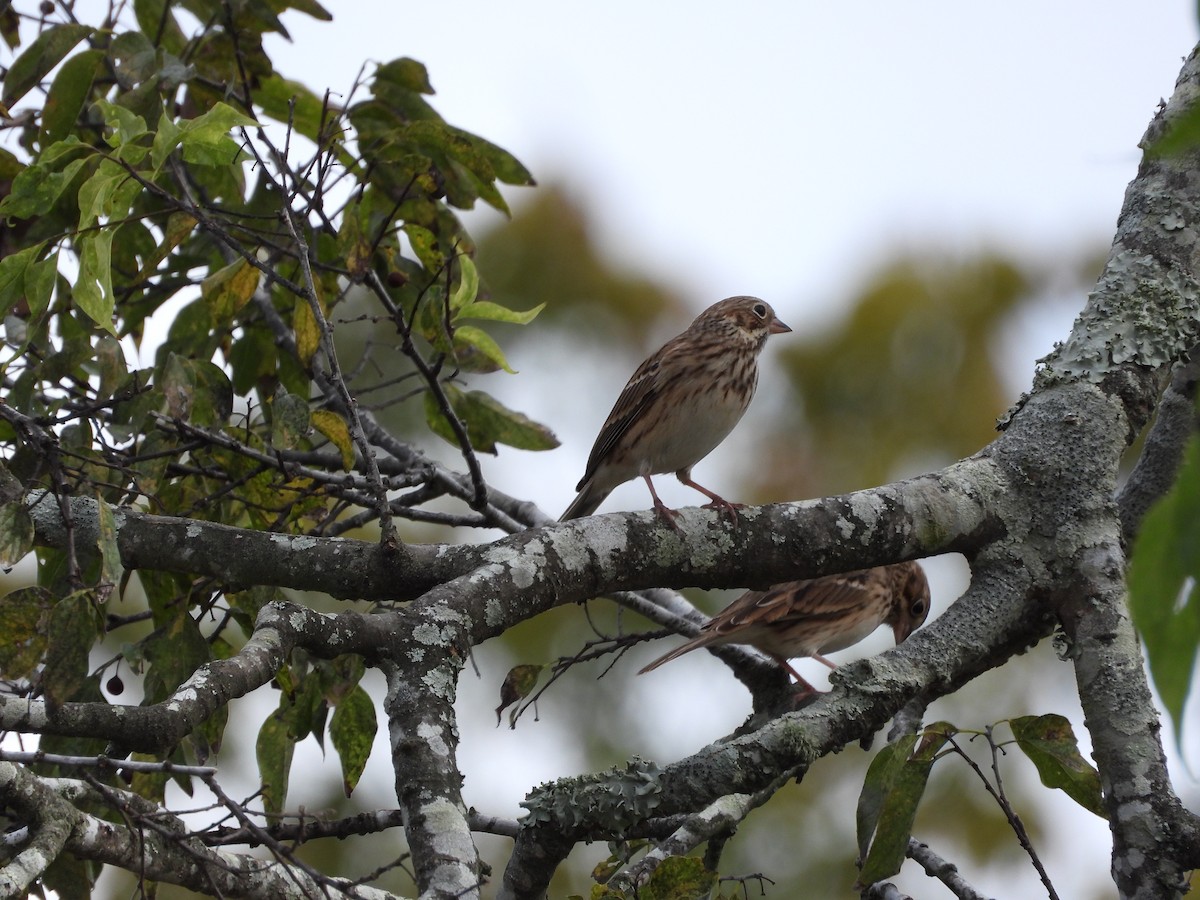 Vesper Sparrow - ML644968648