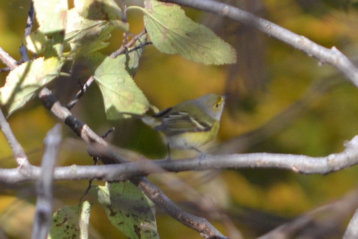 White-eyed Vireo - ML644968649