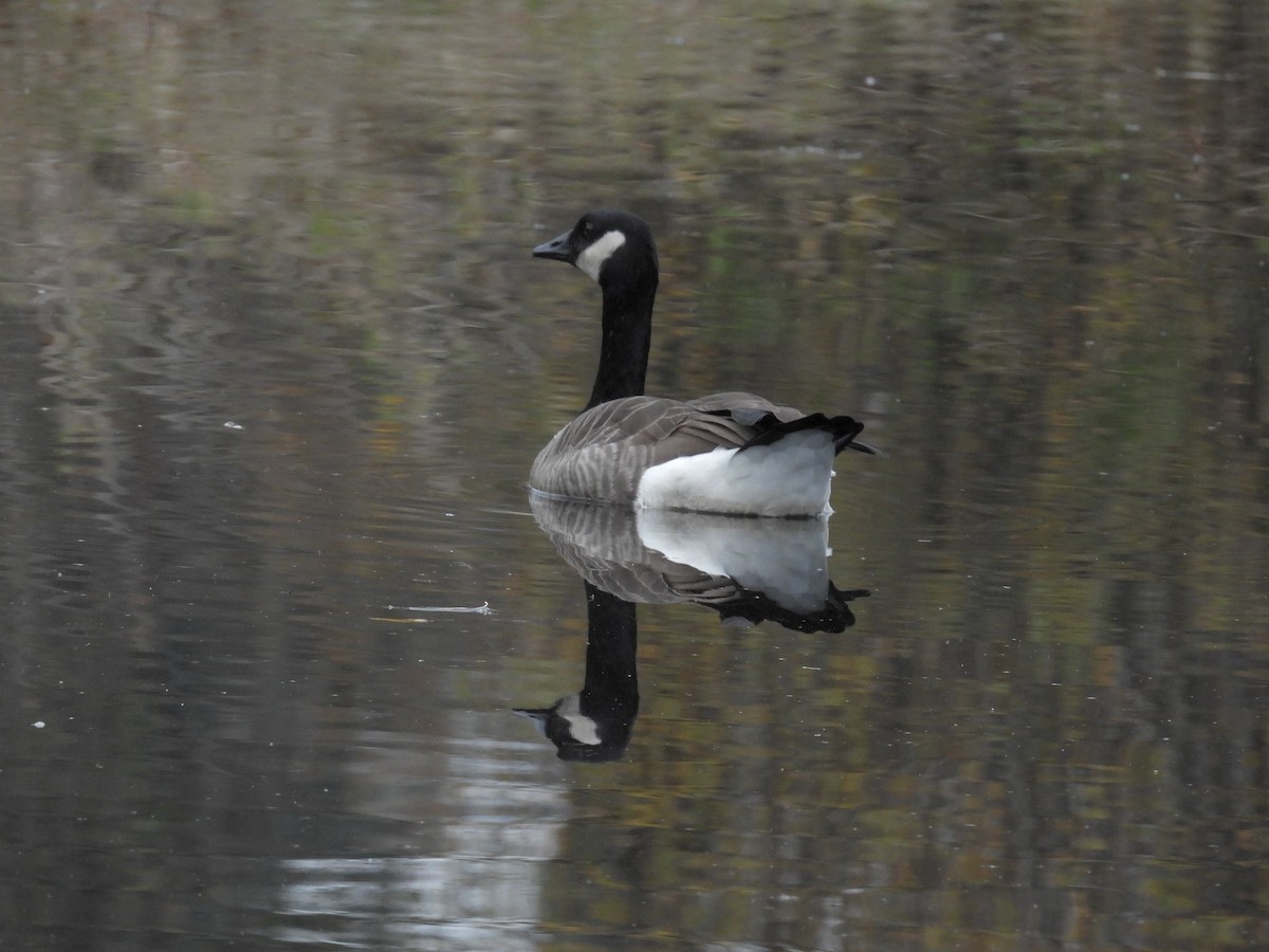 Canada Goose - ML644968658