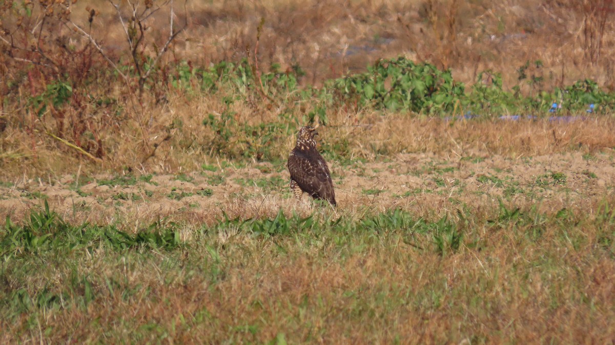 Свенсонов канюк - ML644968659