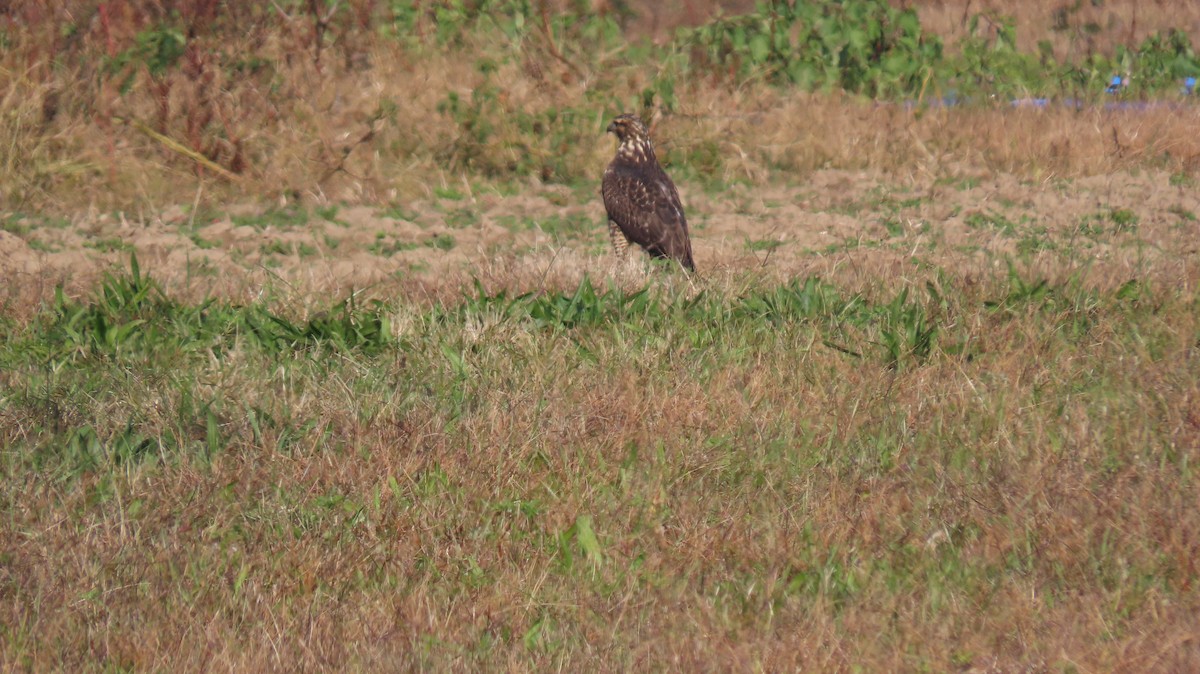 Свенсонов канюк - ML644968666