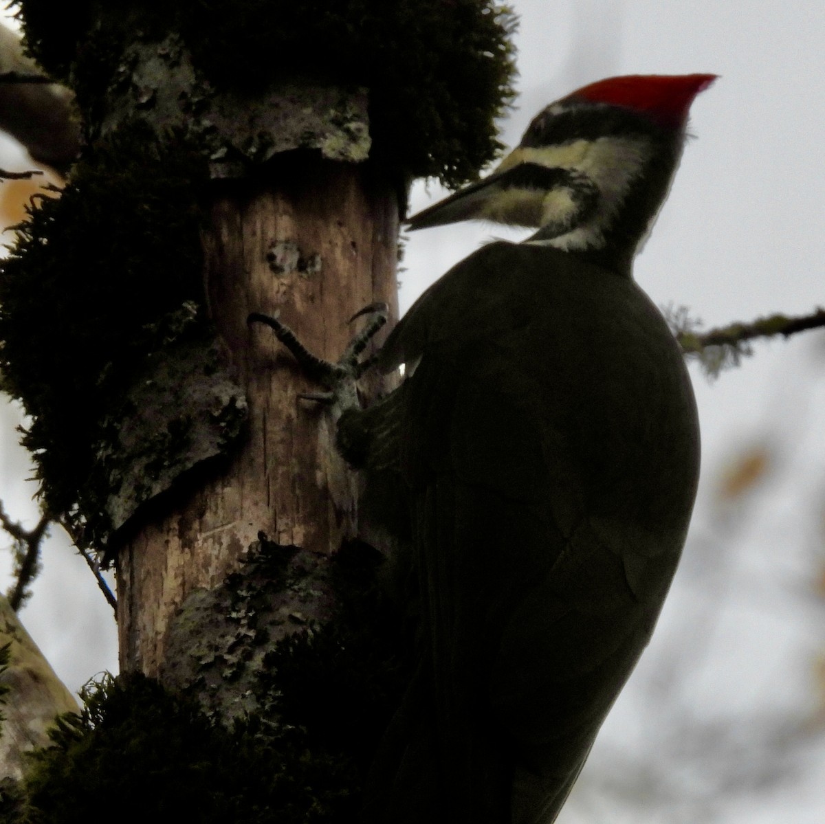 Pileated Woodpecker - ML644968687