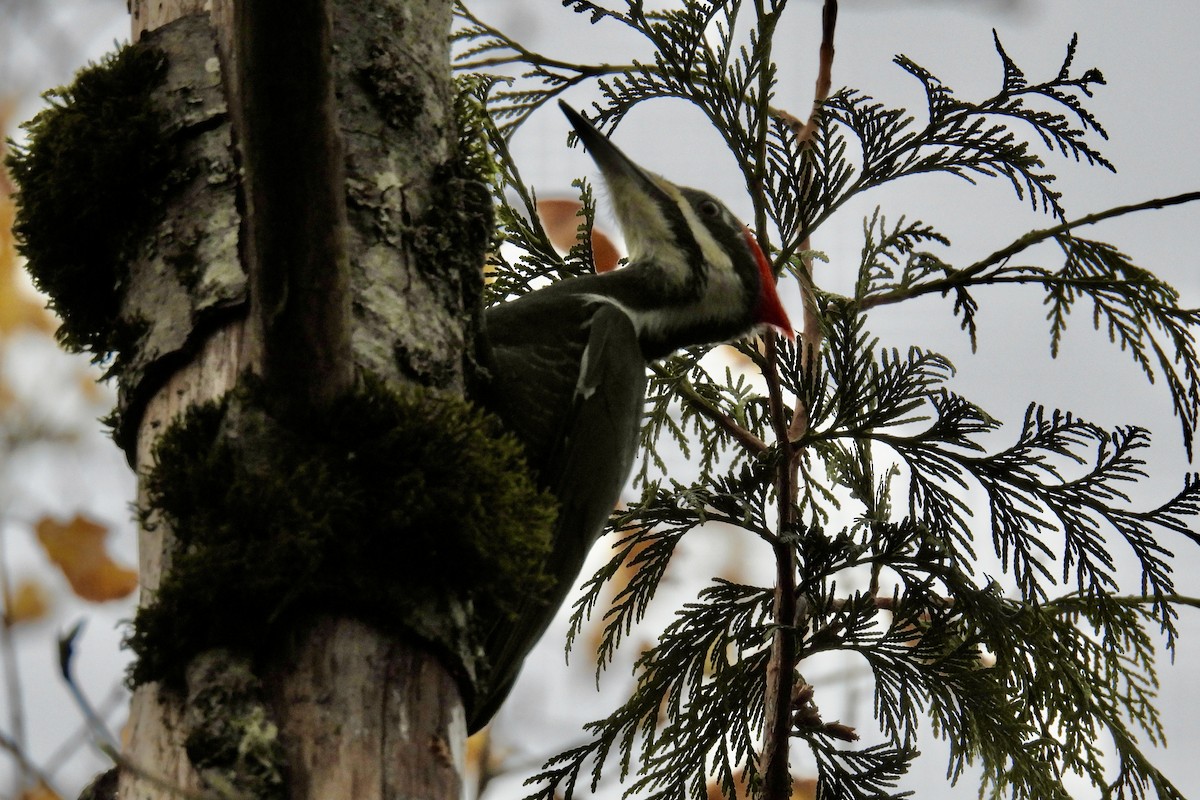 Pileated Woodpecker - ML644968688