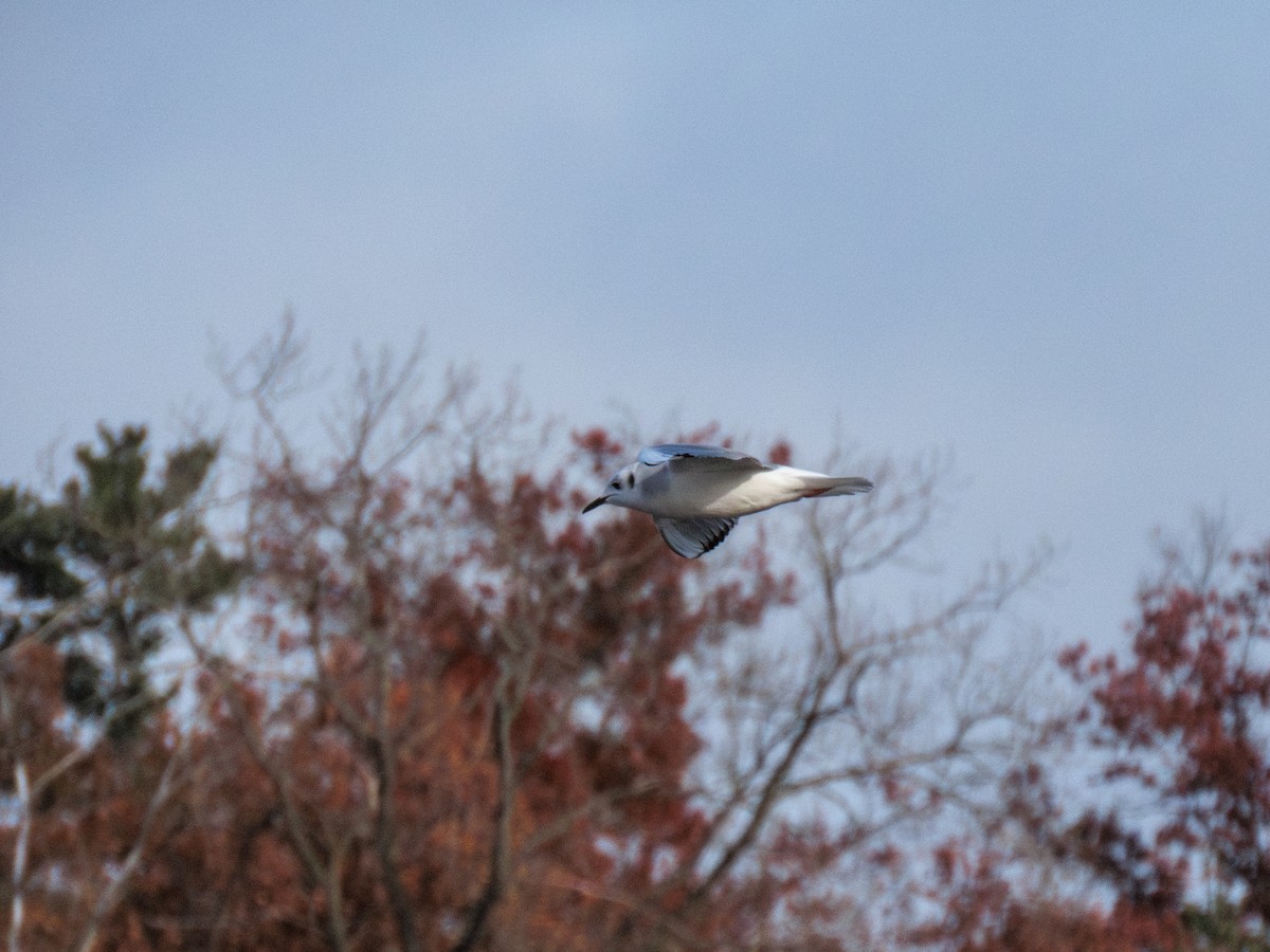 racek Bonapartův - ML644968689