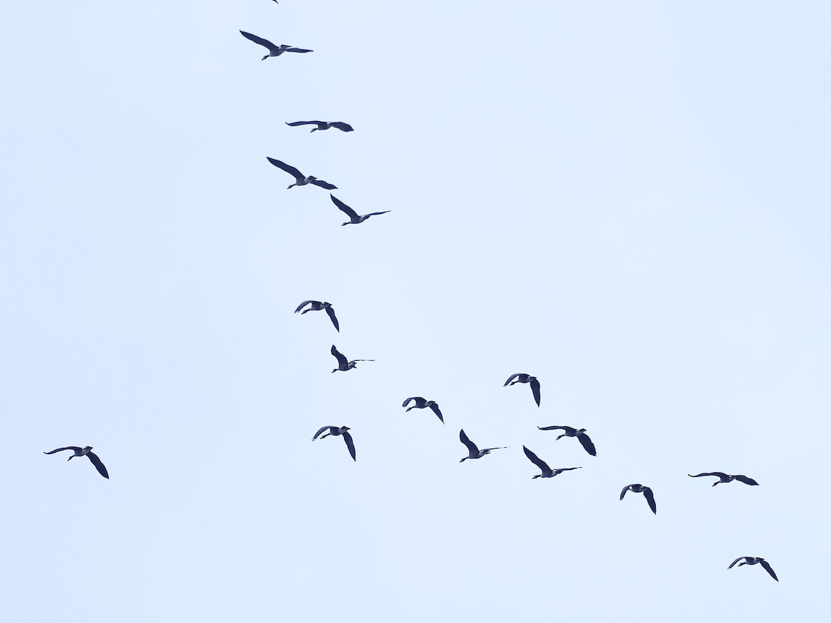 Canada Goose - ML644968692