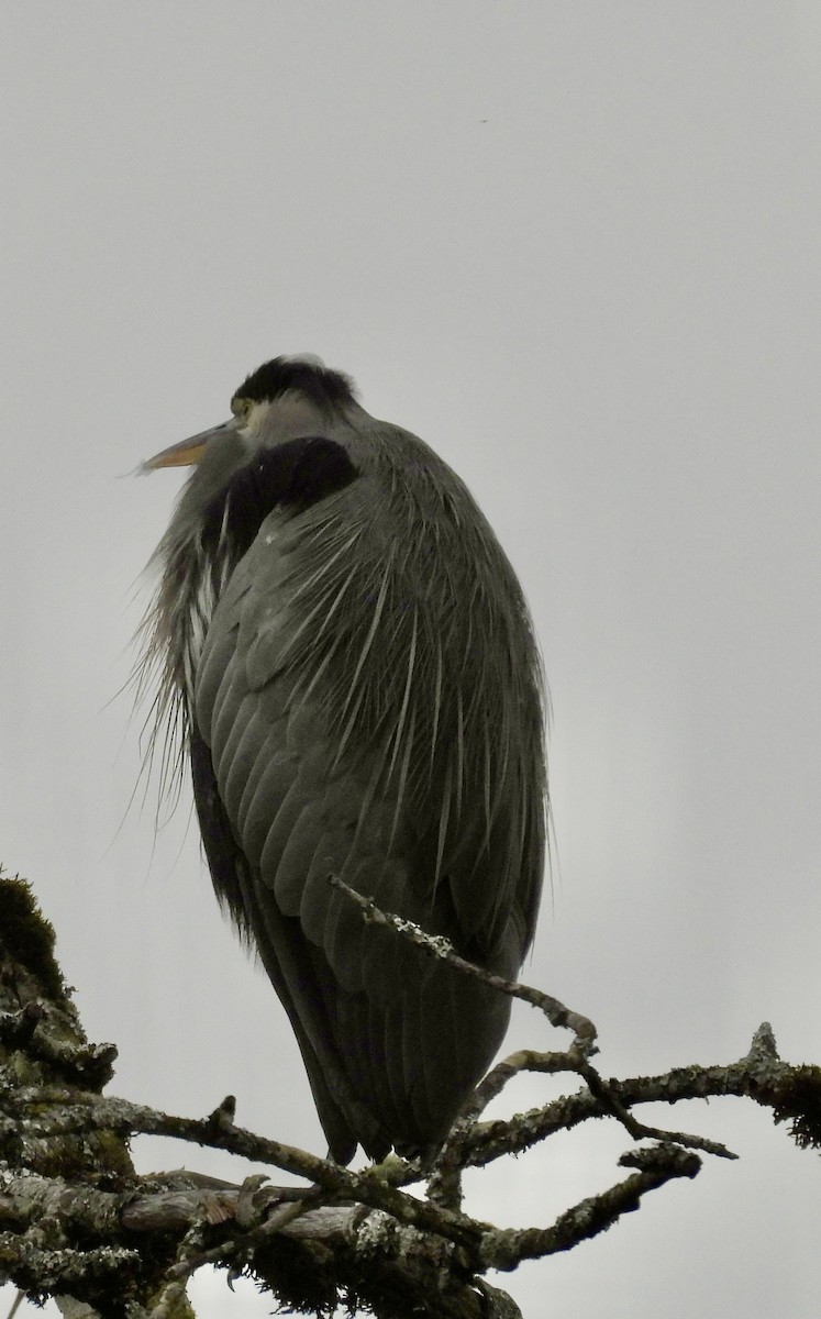 Great Blue Heron - ML644968704