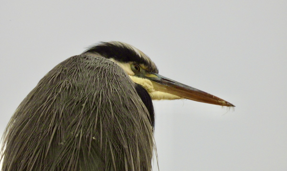 Great Blue Heron - ML644968705