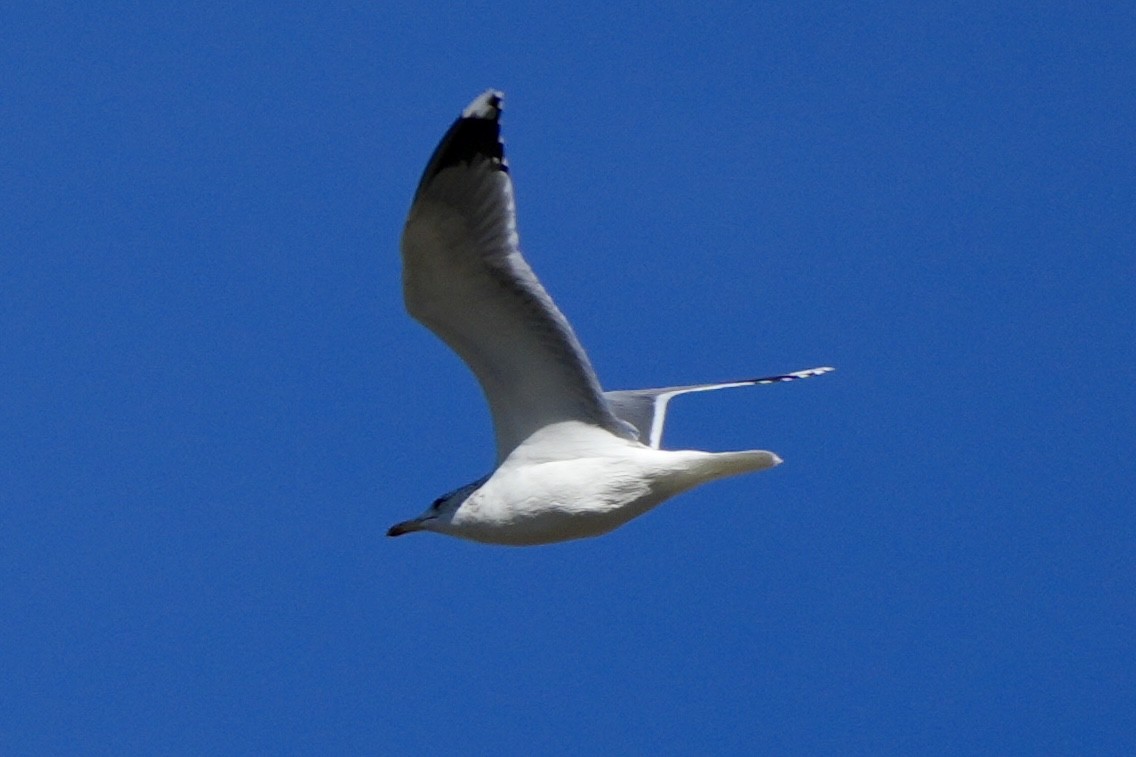 Larinae sp. - ML644968708