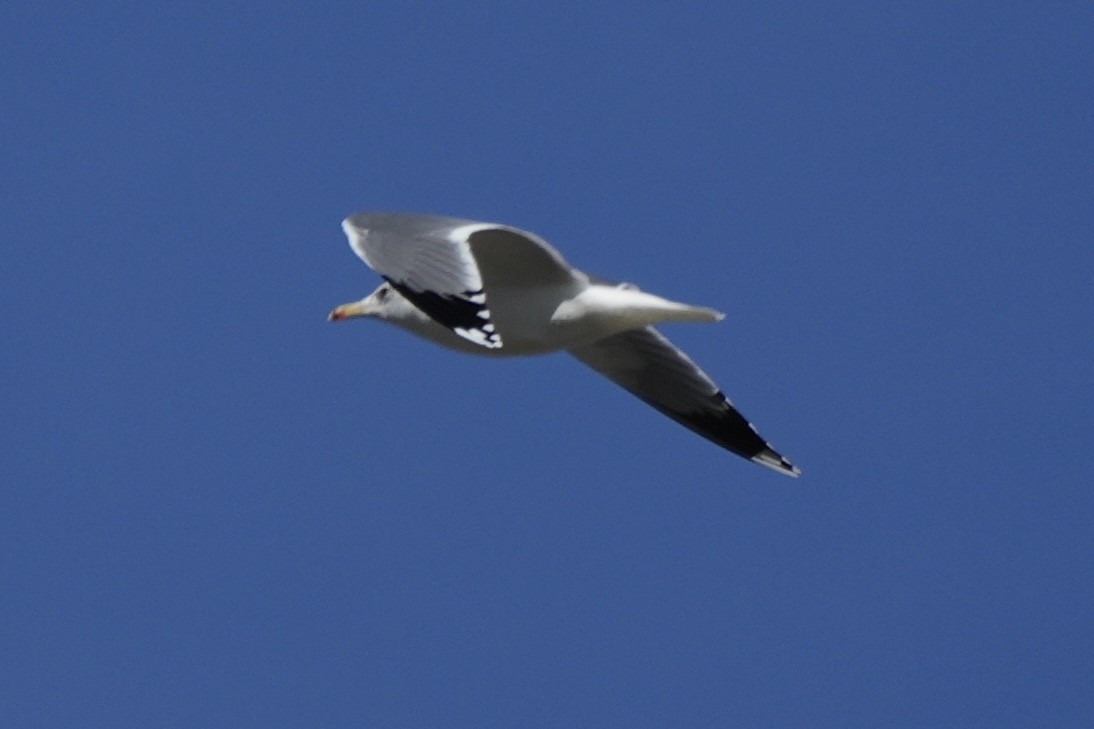 Larinae sp. - ML644968709